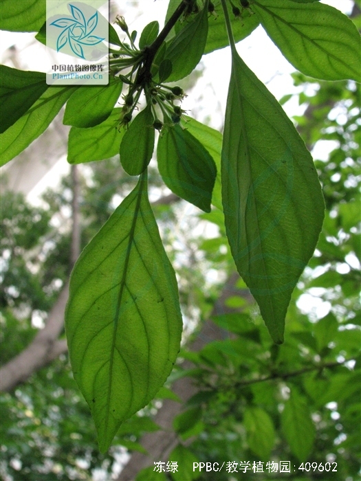  p>冻绿别名红冻(学名:rhamnus utilis)是 a href="#" data-lemmaid="