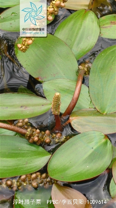 浮叶眼子菜