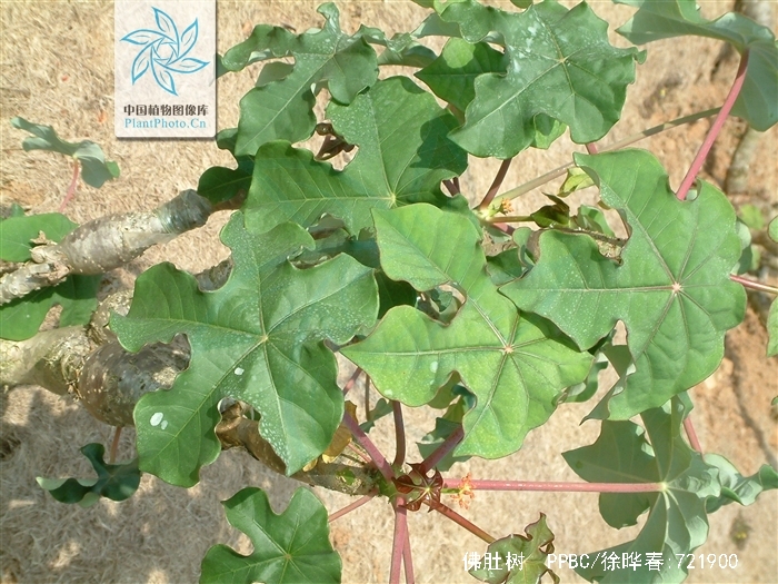  p>佛肚树(学名: i>jatropha podagrica /i> hook.
