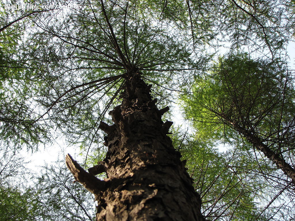  p>松柏目(coniferales,又称松科)在 a href="#" data-lemmaid="