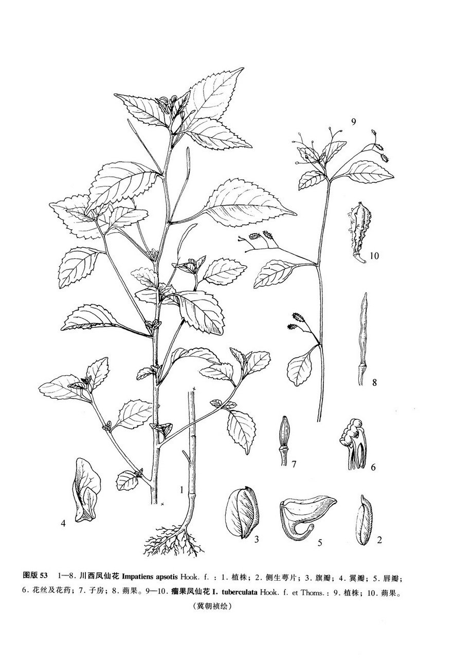  p>川西凤仙花(学名: i>impatiens apsotis /i> hook. f.