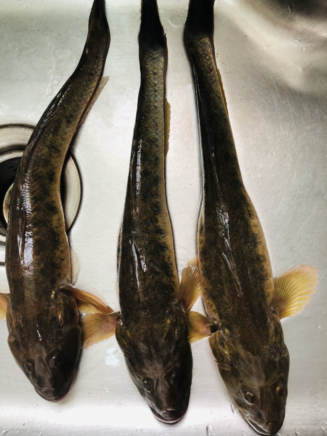 沙光鱼(沙光鱼怎么烧好吃)