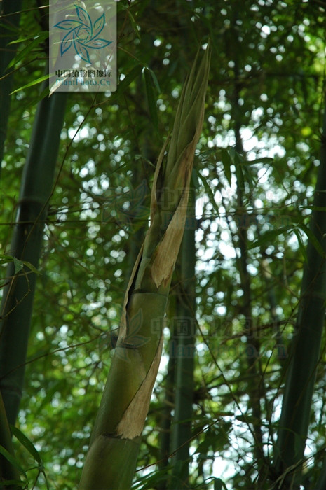  p>鱼肚腩竹:禾本科簕竹族簕竹属植物,秆近直立