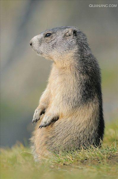 gnbppcgj8j">喜马拉雅旱獭(学名: i>marmota himalayana /i>)别名哈拉