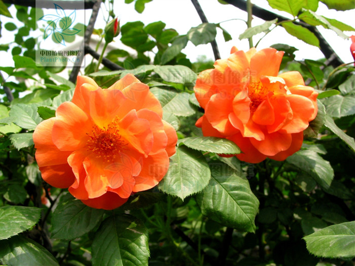  p>桔黄香水月季(变种) 是蔷薇的一种,花重瓣,黄色或桔黄色,产云南