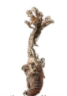  p>麦角类生物碱为 a href="#" data-lemmaid="3671905">麦角酸 /a>的