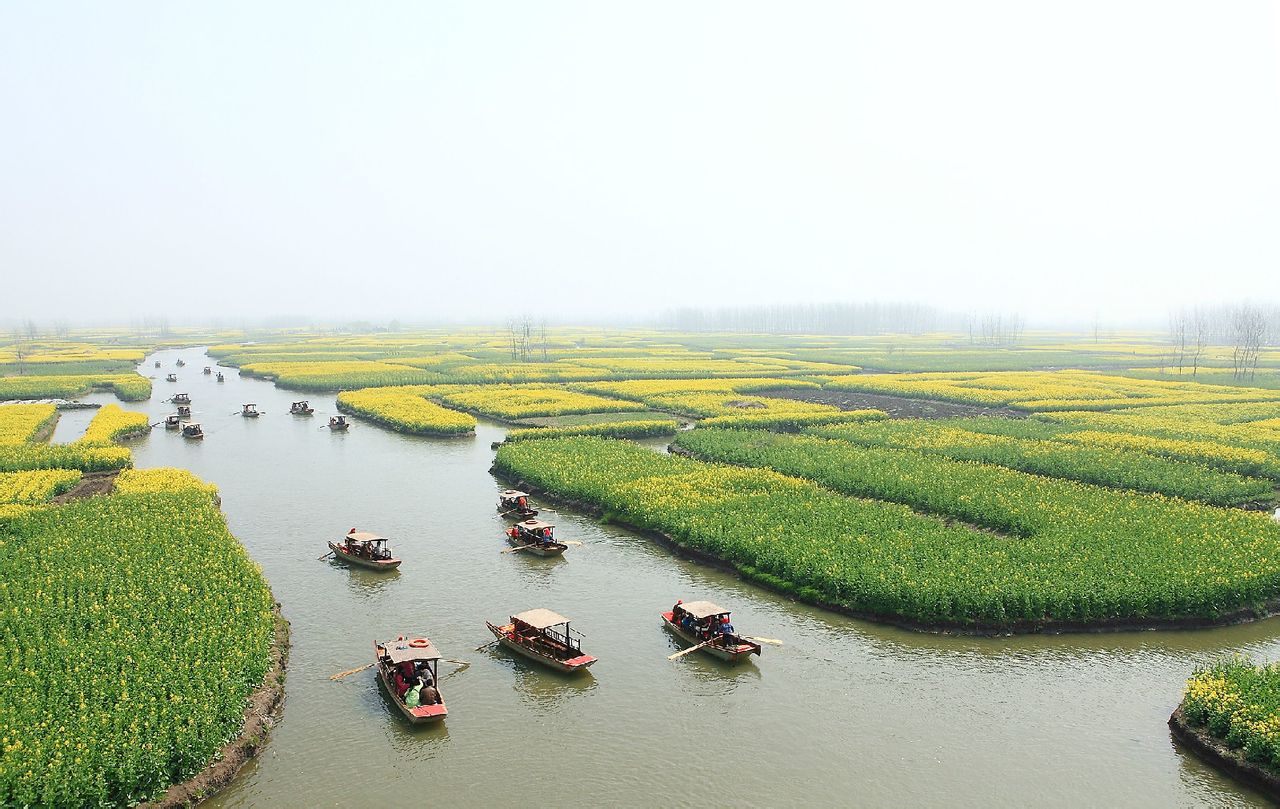 兴化油菜花