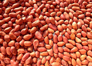  p>莱西大花生,山东省莱西市特产,全国农产品地理标志.