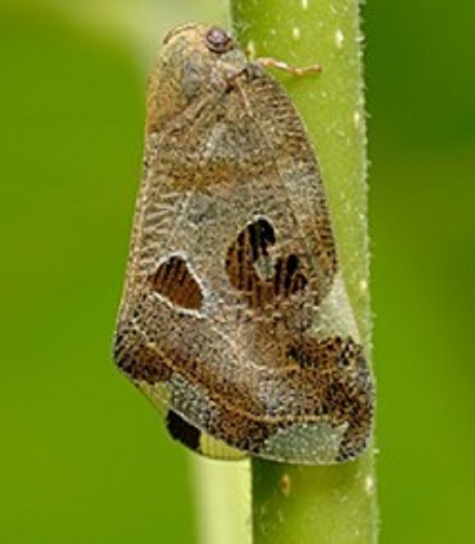  p>八点广翅蜡蝉是广翅蜡蝉科的一类动物.