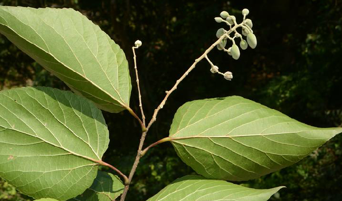 山拐枣属, a target="_blank" href="/item/大风子科/1626123" data