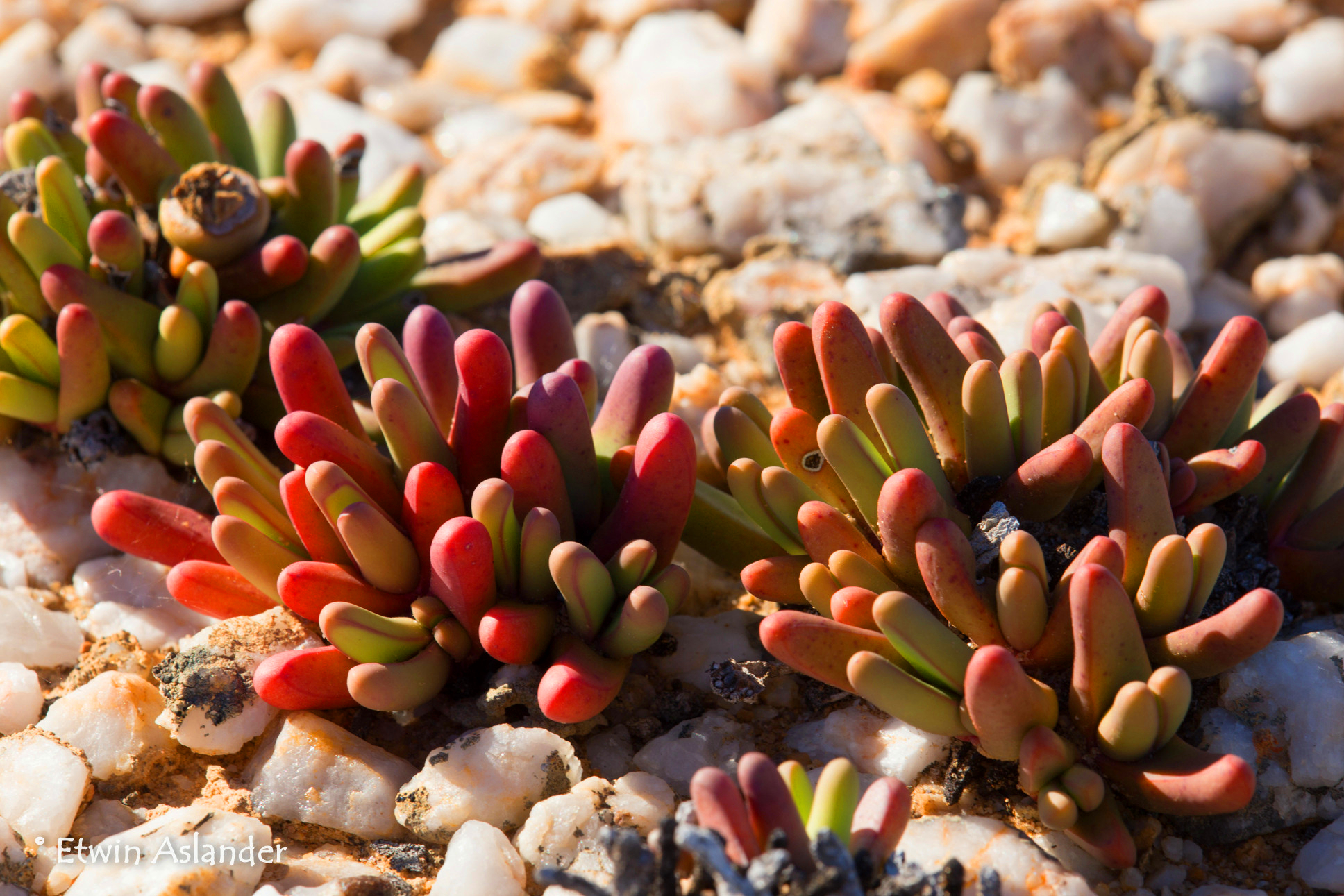  p>多肉植物(succulent plant)是指植物的根,茎,叶三种 a target="