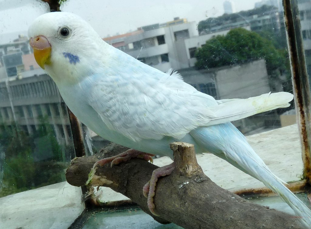  p>虎皮鹦鹉(学名: i>melopsittacus undulatus /i>)是鹦形目鹦鹉科的