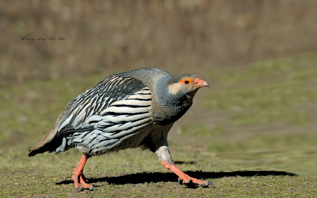  p>雪鸡(学名: i>tetraogallus /i>)共有5种,是世界上分布最高的雉类