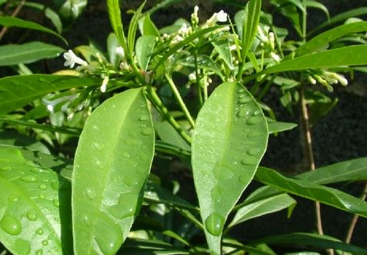  p>萝芙木(学名: i>rauvolfia verticillata /i> (lour.) baill.