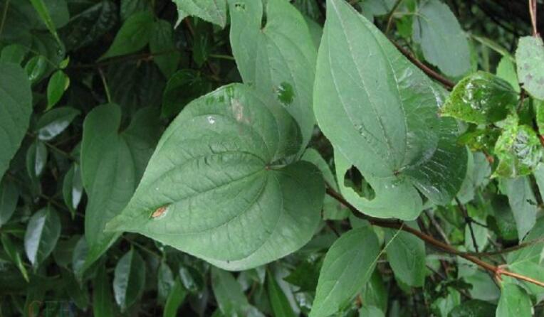  p>纤细薯蓣(学名:dioscorea gracillima miq),为 a target="_blank"