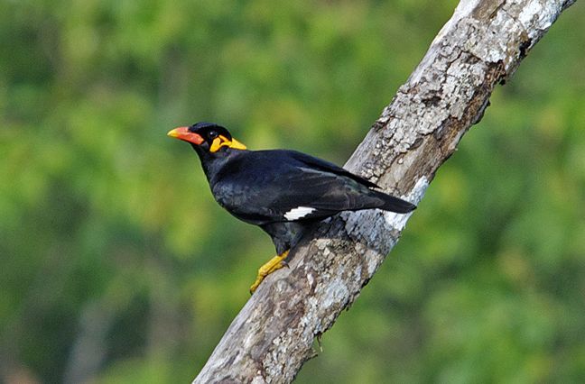 common hill myna
