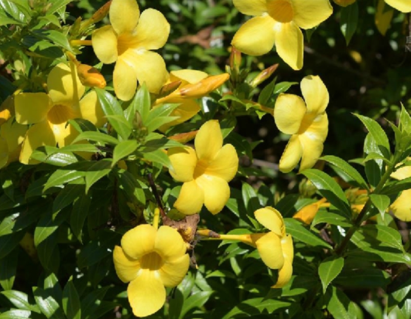  p>软枝黄蝉(学名: i>allemanda cathartica /i> l.