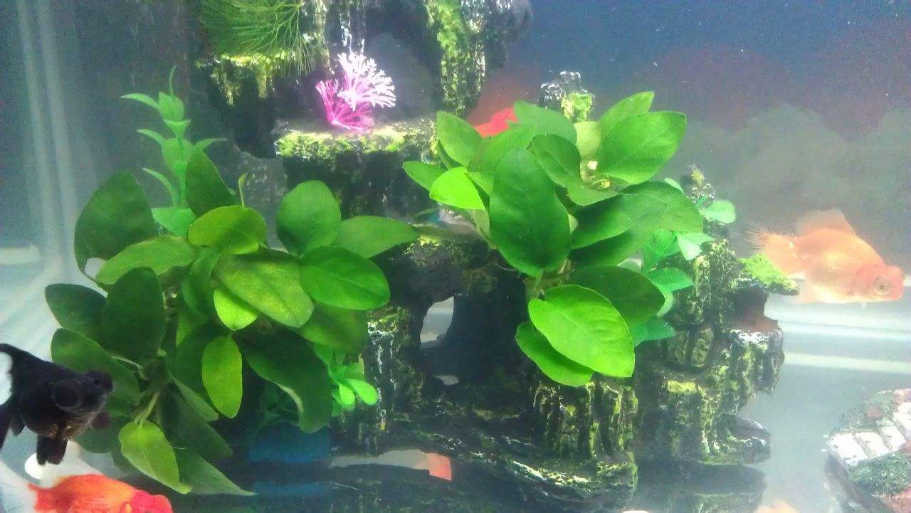  p>大叶水榕(学名: i>ficus glaberrima /i> bl. bijdr.