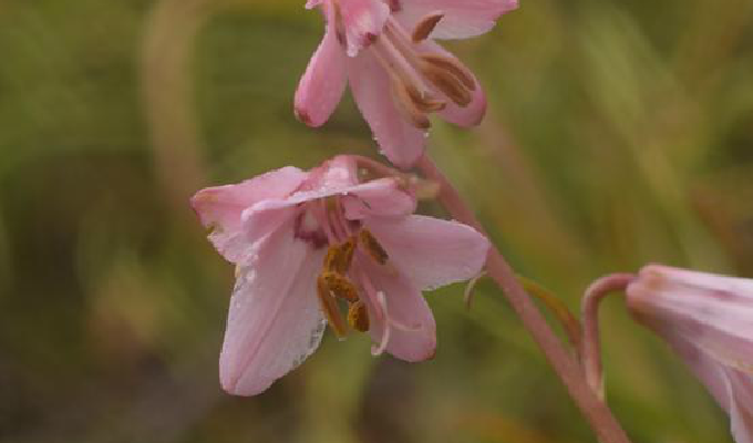  p>大叶假百合(拉丁学名: i>notholirion macrophyllum (d.