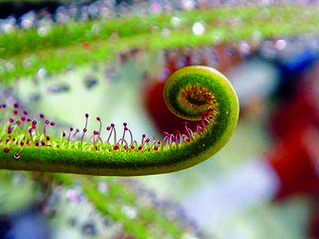  p>大腺毛草(学名:byblis gigantea)为腺毛草科家族的多年生食肉植物.