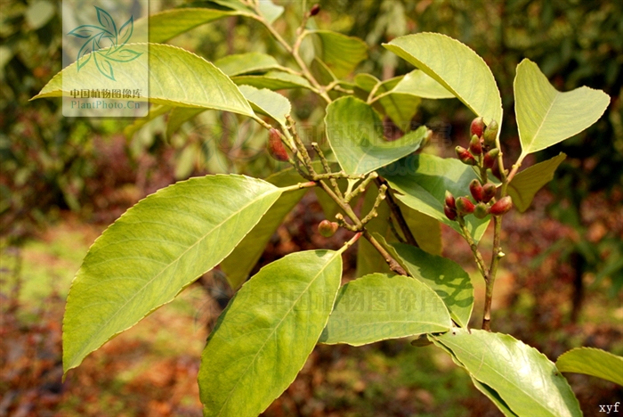  p>毛背桂樱( a href="#" data-lemmaid="8074290">学名 /a>:lauro