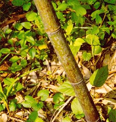  p>紫蒲头灰竹(学名: i>phyllostachys nuda /i> mcclure f.