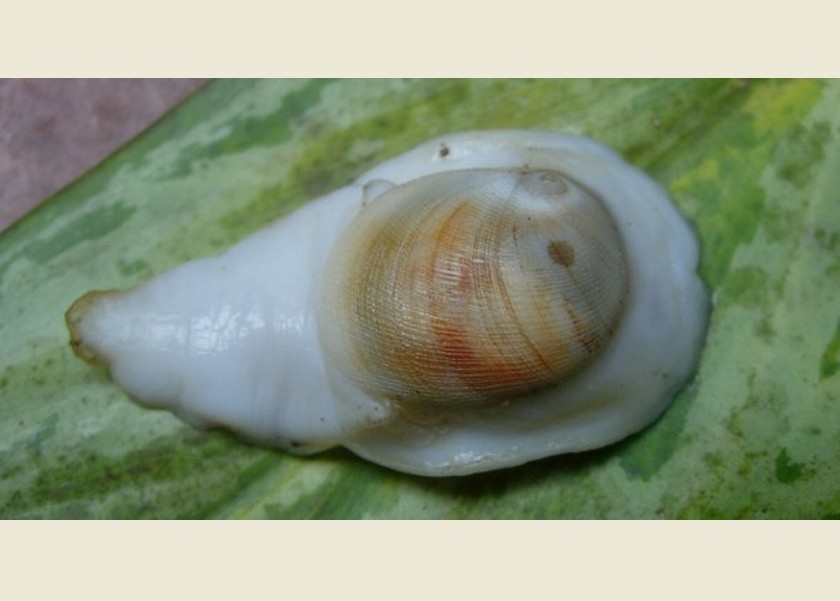  p>玉螺: a href="#" data-lemmaid="6523815">螺类 /a>的一种,海水