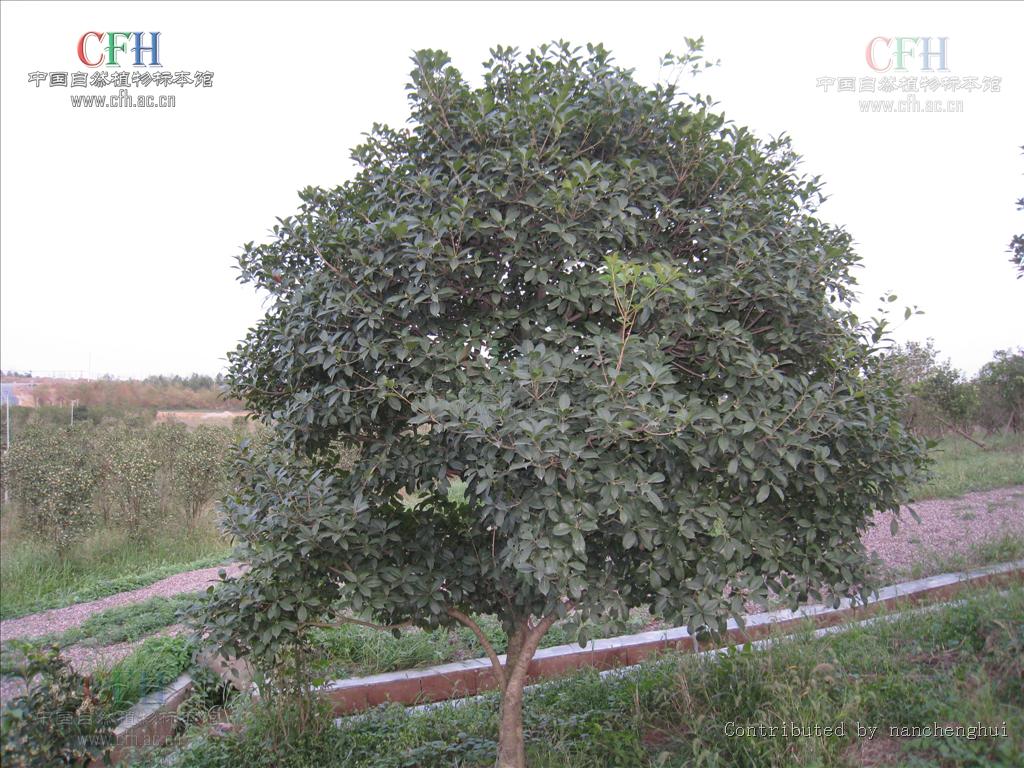  p>齿叶木犀(osmanthus × fortunei)木犀科,木犀属植物.