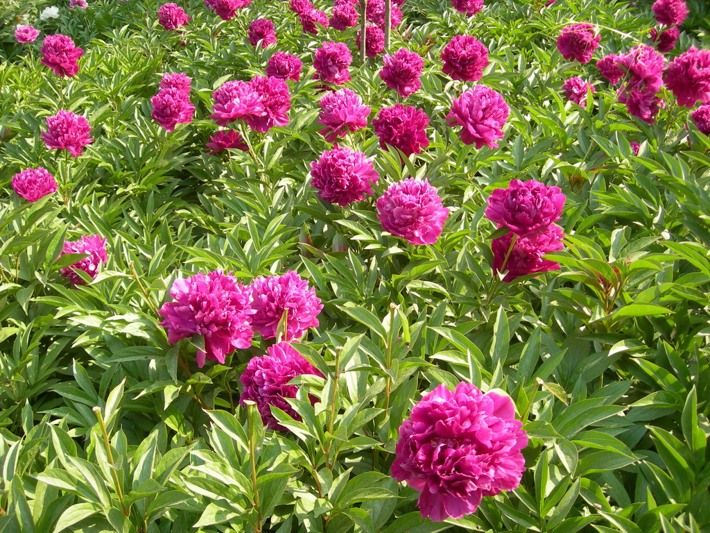 红绣球,是芍药属牡丹栽培品种,由山东菏泽