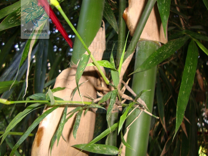  p> a href="#" data-lemmaid="2549562">青竿竹 /a>(b.