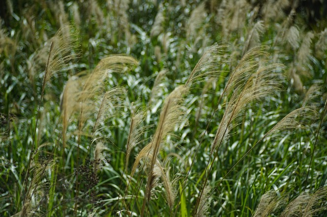  p> b> a href="#" data-lemmaid="10320818">芒草 /a> /b>(学名