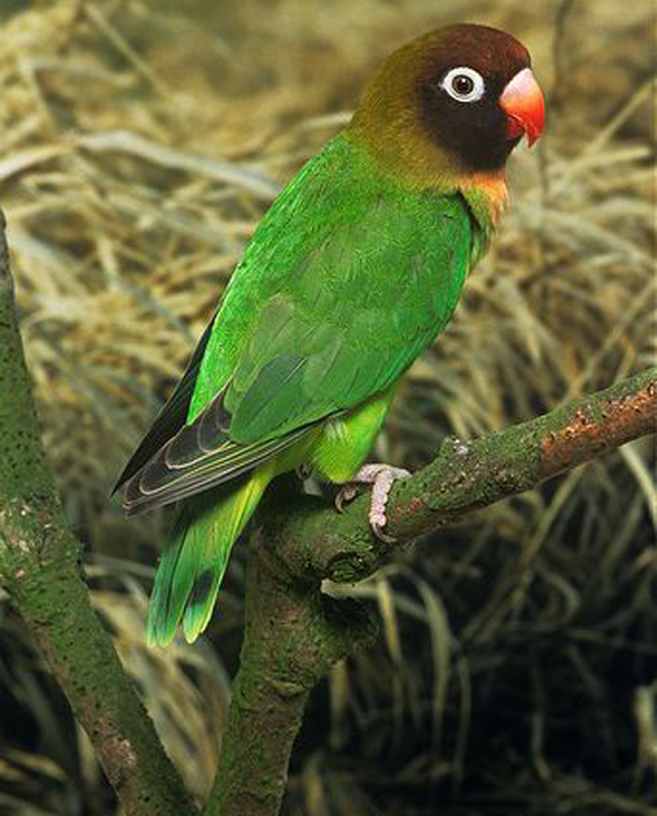 p>黑脸牡丹鹦鹉(学名 i>agapornis nigrigenis/i:体长13-14厘米