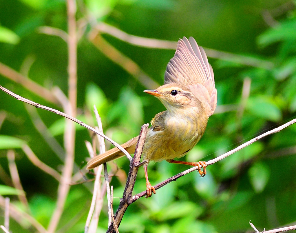 p>柳莺属于雀形目(passeriformes)柳莺科(phylloscopidae)鸟类,鸣禽类