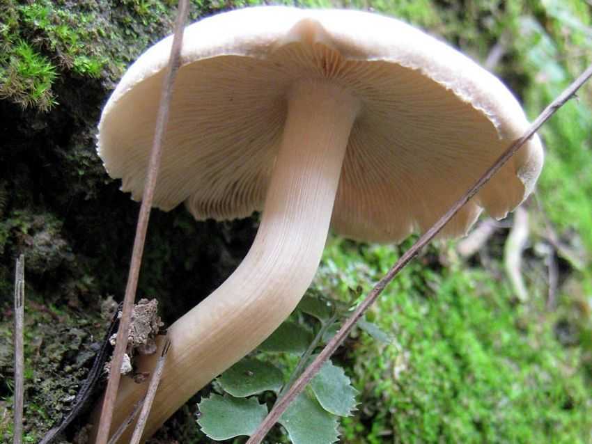 毛丝盖菌,毛锈伞, a href="#" data-lemmaid="11040793">伞菌目 /a>, 