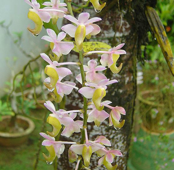  p>香花指甲兰(学名: i>aerides odorata /i> lour.):茎粗壮.