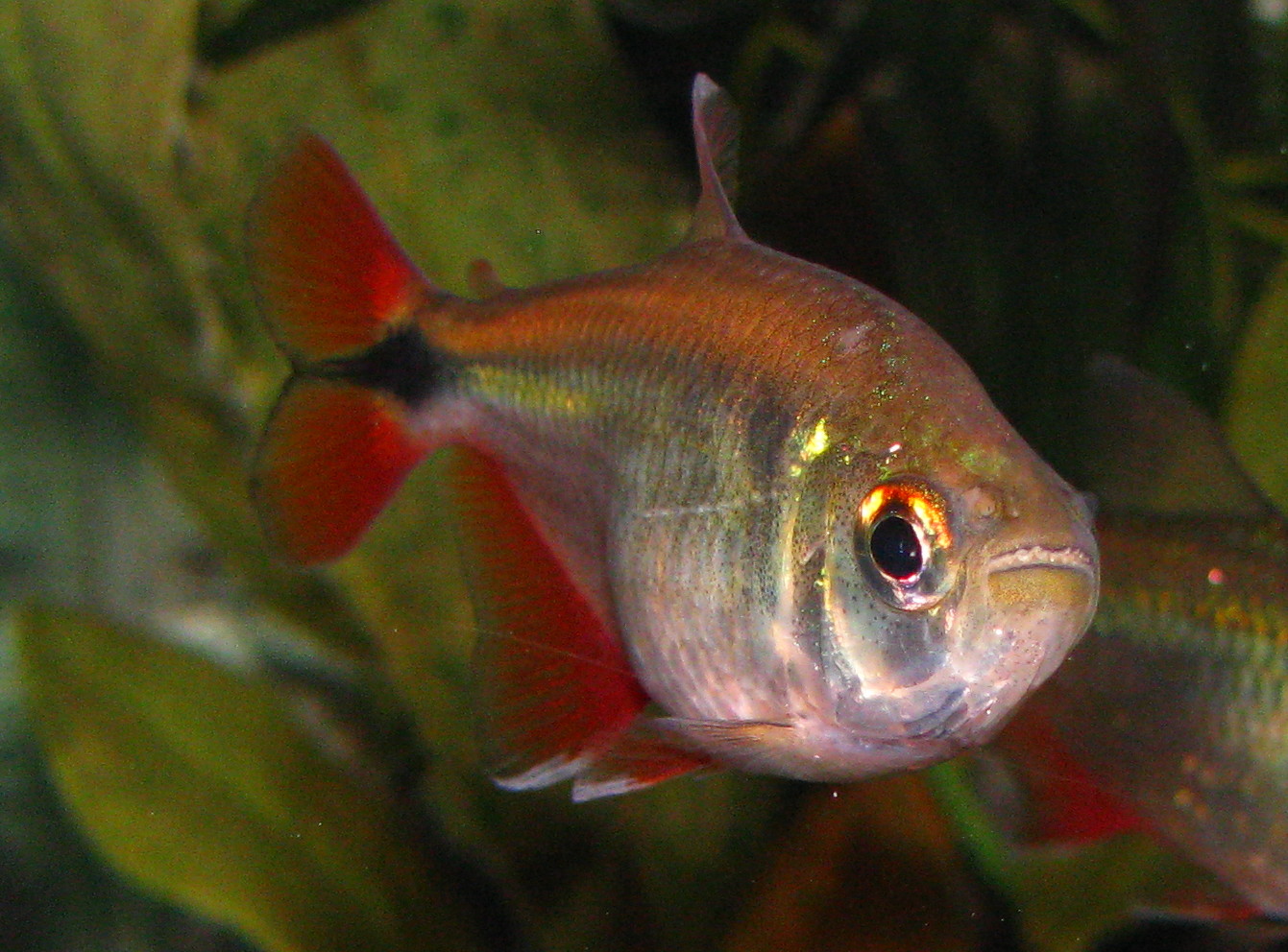  p>金十字灯鱼的各鳍上遍布着鲜红并和金色条纹穿