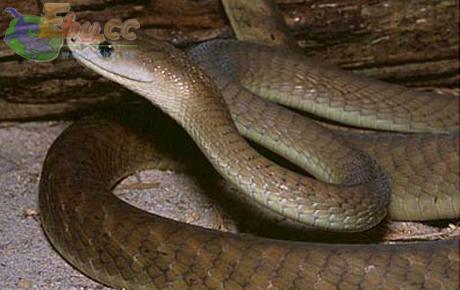 属 /a>动物的通称,是 a target="_blank" href="/item/眼镜蛇科/5594