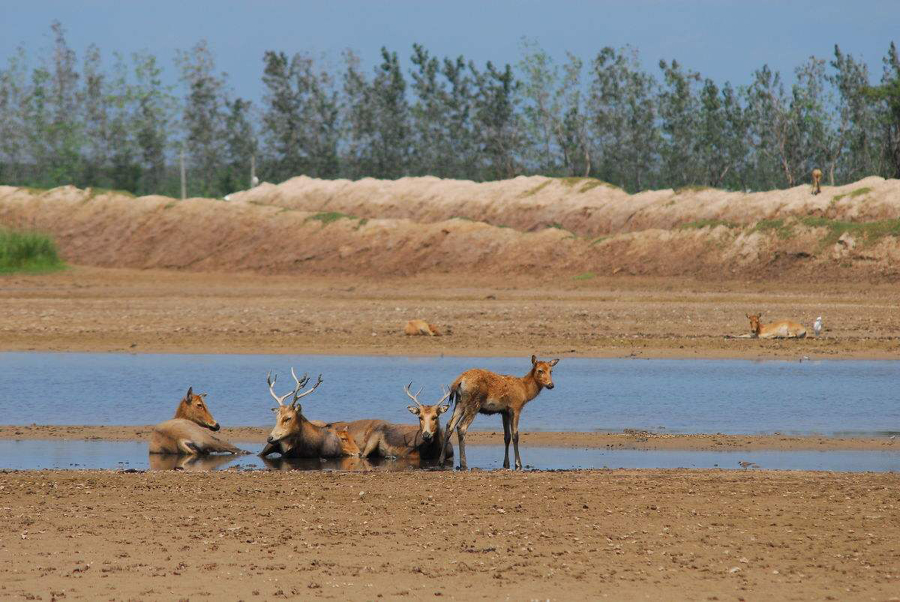 江苏大丰麋鹿国家自然保护区