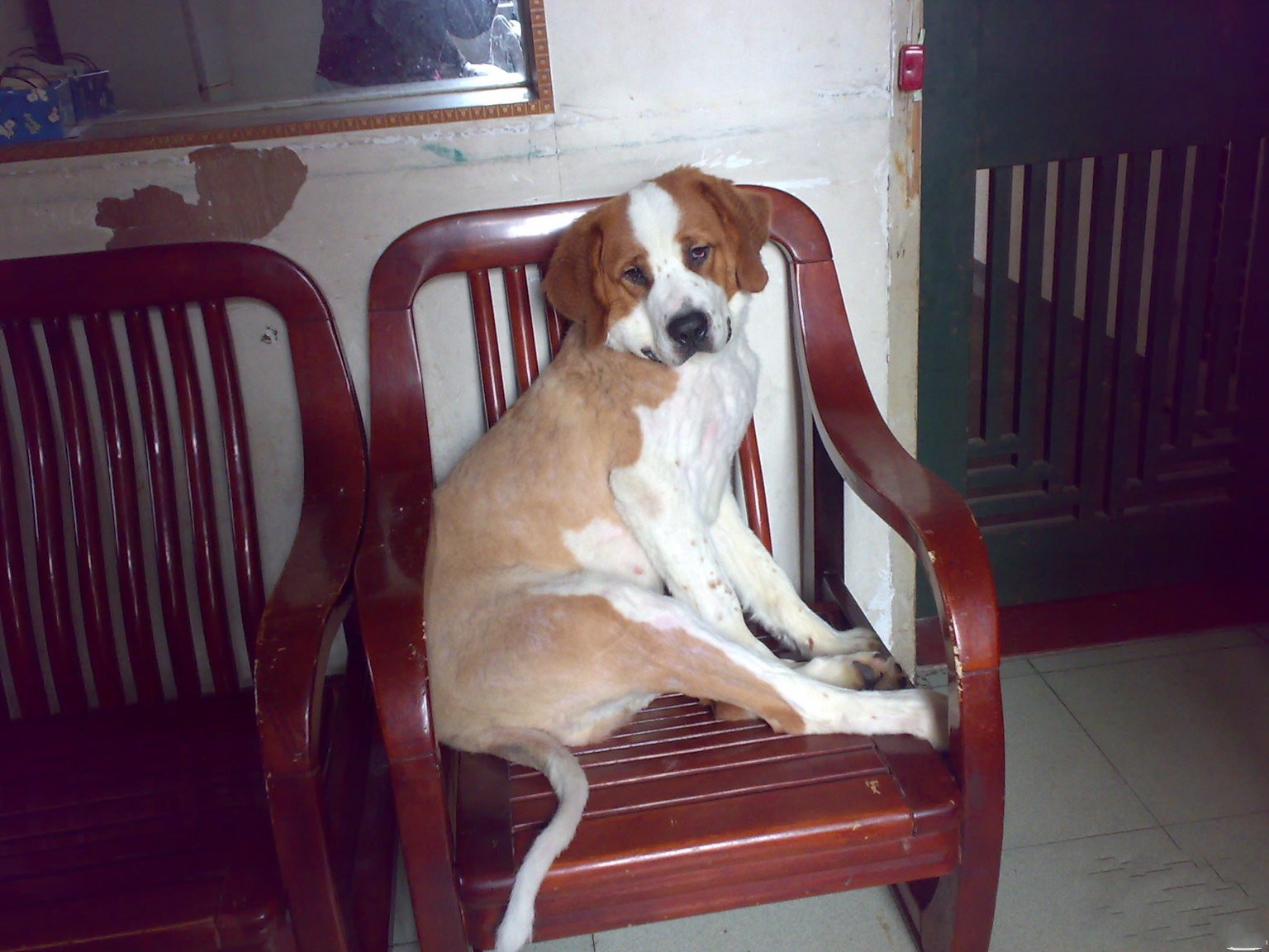 saint bernard