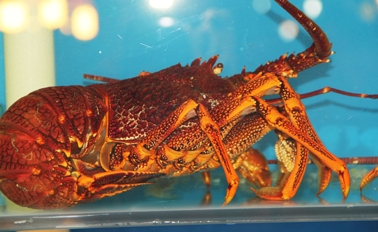 龙虾