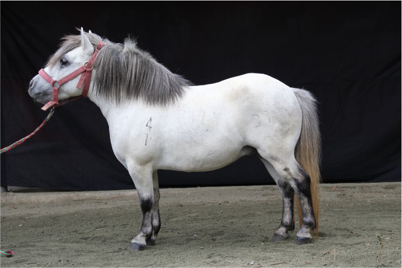 广西德保矮马
