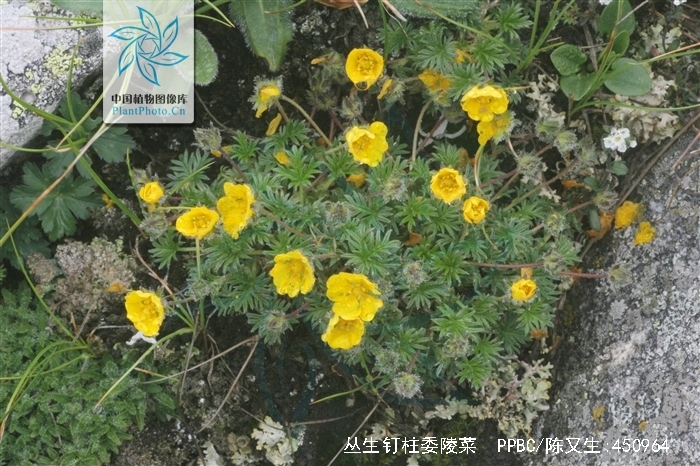 丛生钉柱委陵菜