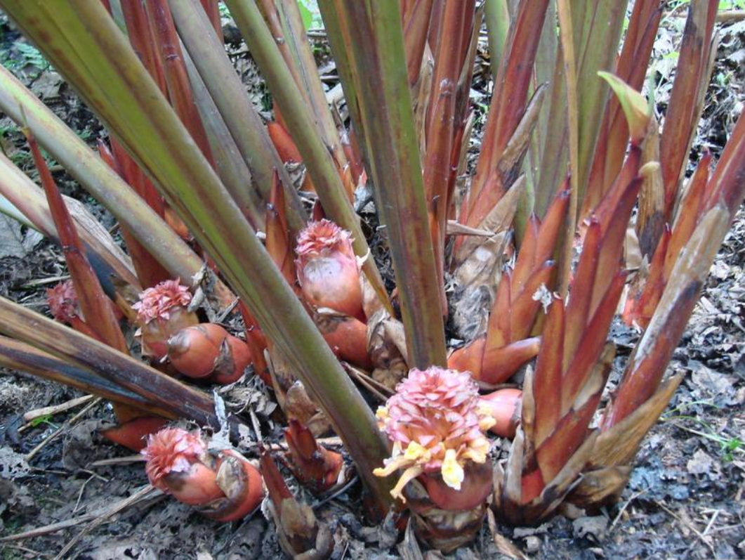  p>草果(学名: i>amomum tsaoko /i> crevost et lemarie)是姜科,豆蔻