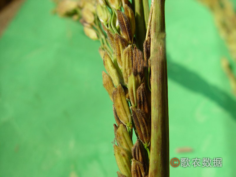 水稻叶鞘腐败病