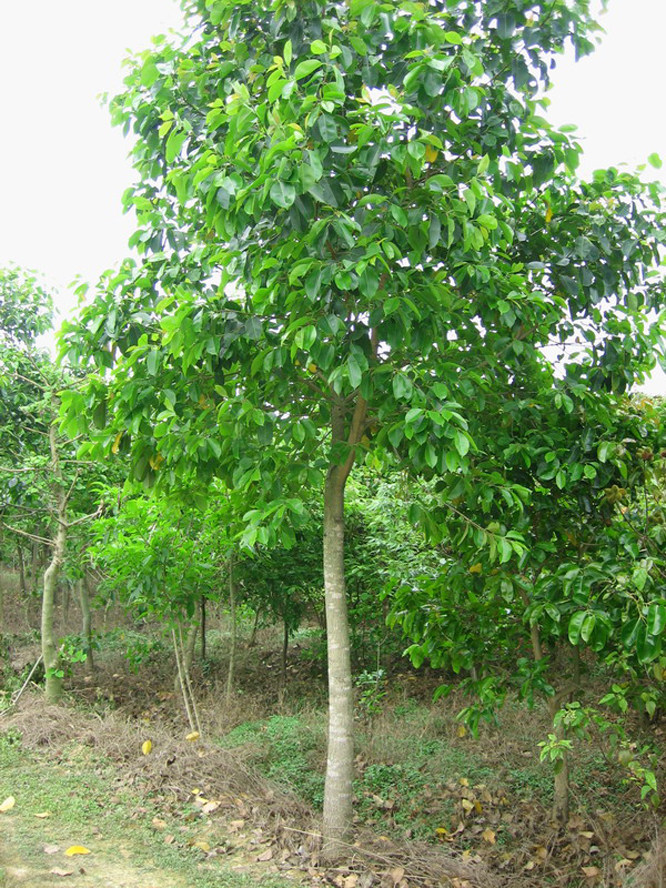  p>海南蒲桃(学名: i>syzygium hainanense /i> chang et miau)是