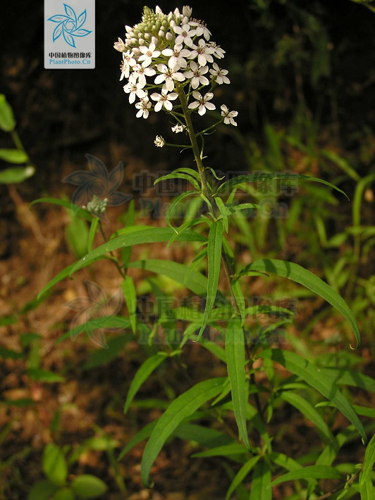  p>狭叶珍珠菜(lysimachia pentapetala bunge), a href="#" data
