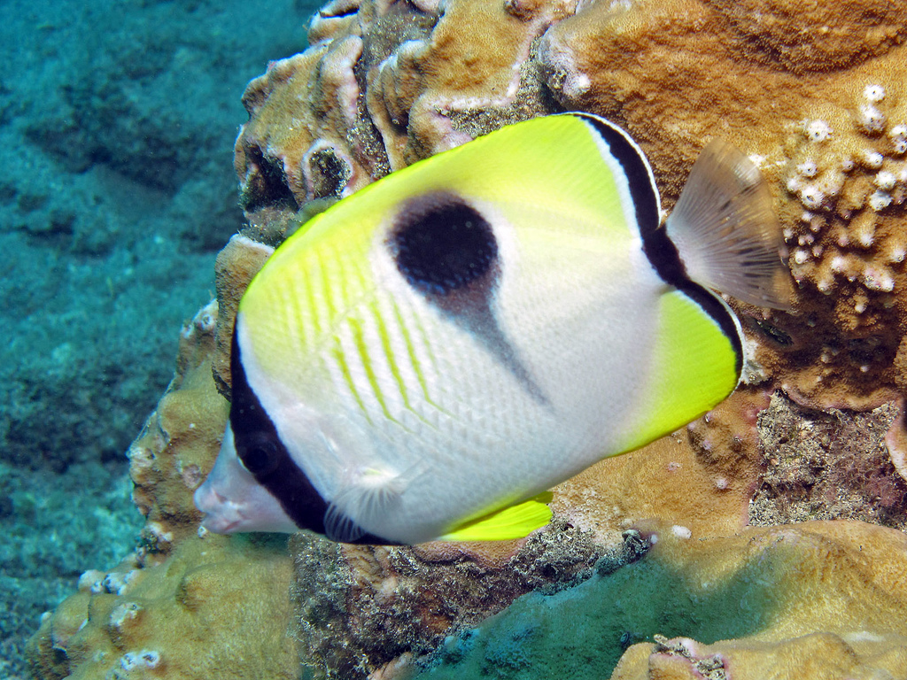  p>单斑蝴蝶鱼(学名:chaetodon unimaculatus).为蝴蝶鱼科蝴蝶鱼属.