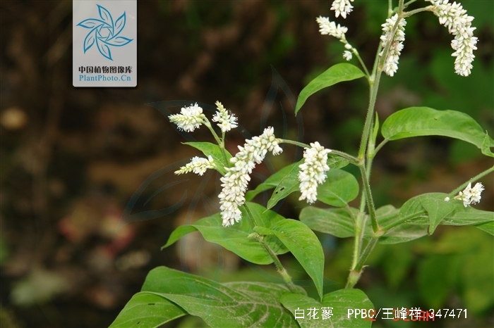  p>白花蓼(学名: i>polygonum coriarium /i> grig.