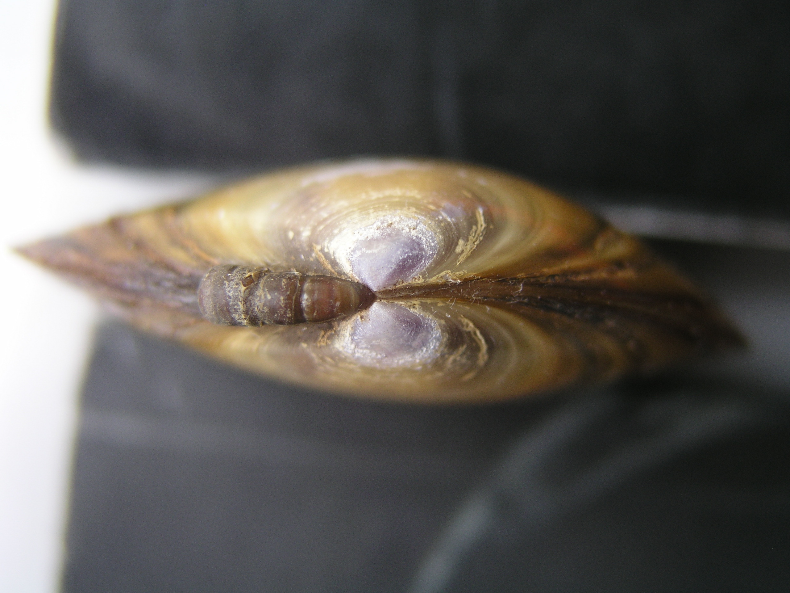  p>紫彩血蛤 俗称橄榄血蛤,体扁,壳薄,以壳面具有数条环形紫带而异于