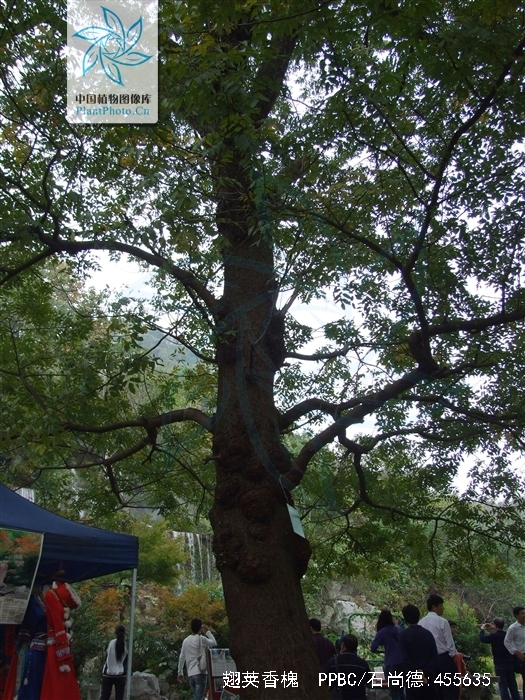  p>翅荚香槐 (学名: i>cladrastis platycarpa /i> (maxim.